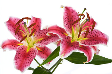 Image showing Lily Flowers