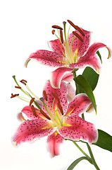 Image showing Lily Flowers