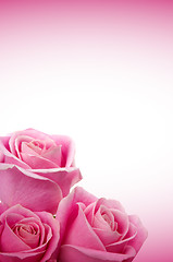 Image showing Romantic Roses