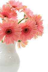 Image showing Gerbera Daisies