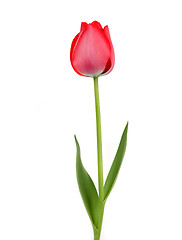 Image showing Beautiful Tulip