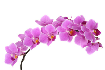 Image showing Orchid Flower