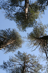 Image showing Trees in the sky