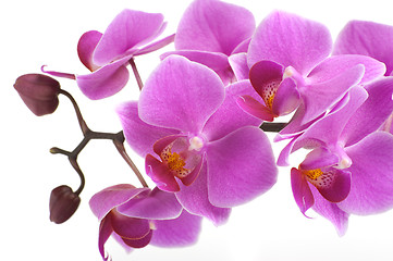 Image showing Orchid Flower