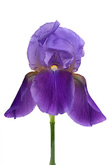 Image showing Iris Flower