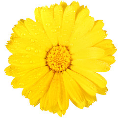 Image showing One yellow flower of calendula with dew