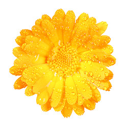 Image showing One orange flower of calendula with dew