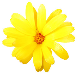 Image showing One yellow flower of calendula