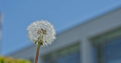 Image showing white dandelion