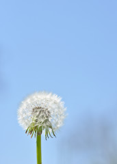 Image showing white dandelion