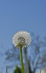 Image showing white dandelion