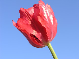 Image showing Red tulip