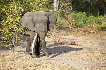 Image showing Elephant