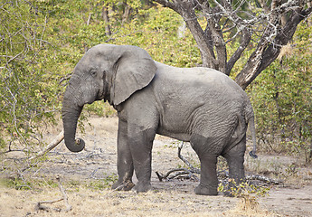 Image showing Elephant