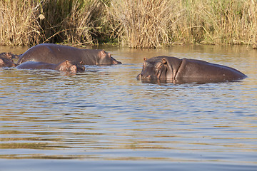 Image showing Hippo