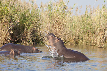 Image showing Hippo