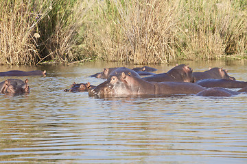 Image showing Hippo