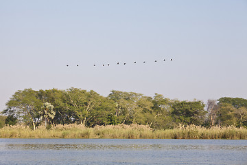 Image showing Birds in africa