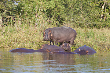 Image showing Hippo