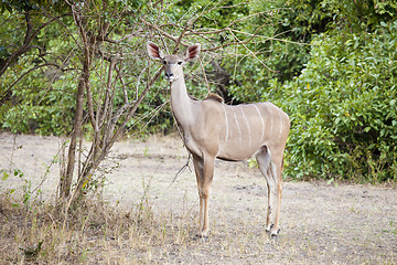 Image showing Wild impala