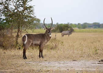 Image showing Waterback