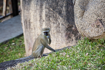 Image showing Baboon