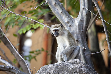 Image showing Baboon