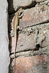 Image showing African lizard