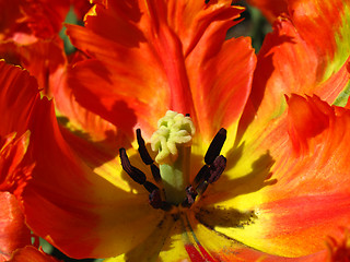 Image showing detail closeup of big red tulip  