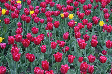 Image showing beautiful tulips background