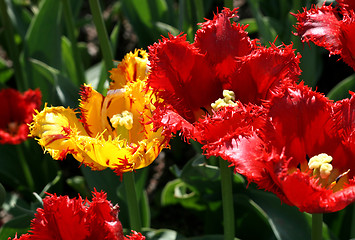 Image showing beautiful tulips 