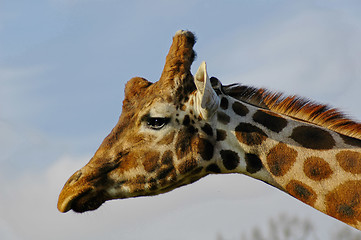 Image showing Giraffe