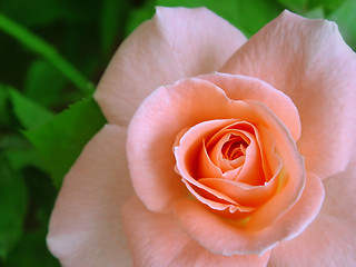 Image showing pink rose 