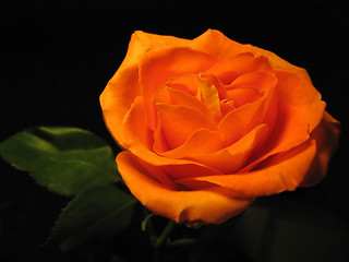 Image showing beautiful orange rose isolated on black