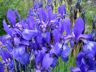 Image showing iris flowers