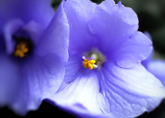 Image showing beautiful violet flowers