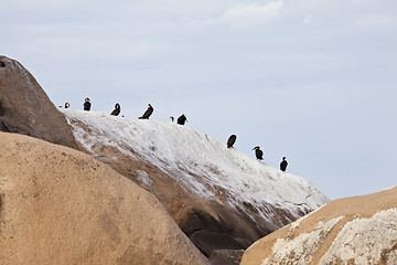 Image showing Birds