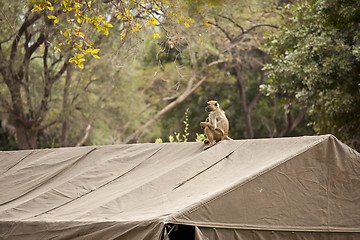 Image showing African baboon