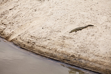 Image showing Crocodile