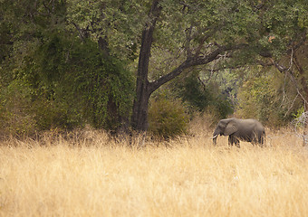 Image showing Elephant