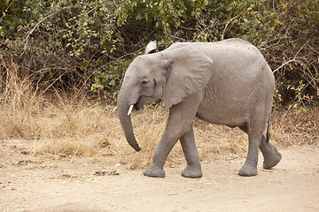 Image showing Elephant