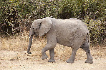 Image showing Elephant