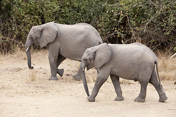 Image showing Elephant