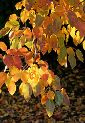 Image showing branch of autumn tree glowing in sunlight