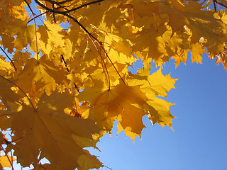 Image showing autumn leaves of maple 