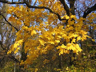 Image showing autumn maple tree