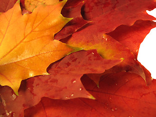 Image showing beautiful colored fall leaves with water drops