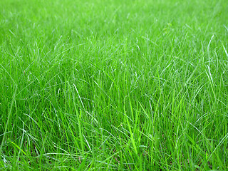 Image showing green grass