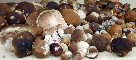 Image showing Mushrooms