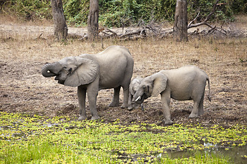 Image showing Elephant